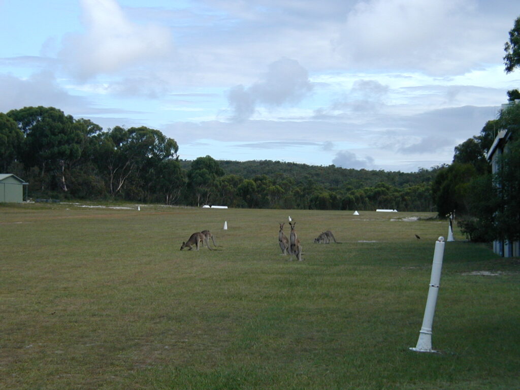 Eastern Grey Kangaroos looking towards the Runway 33 threshold