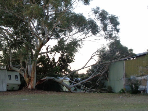 Scribbly Gum aka "widowmaker" collapses on hangar.